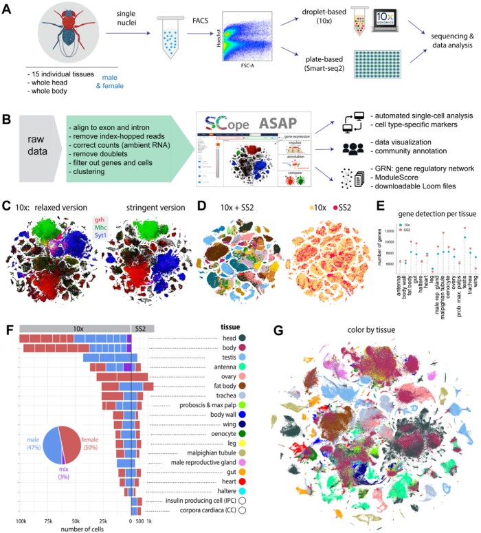 How to choose a squatting pan?